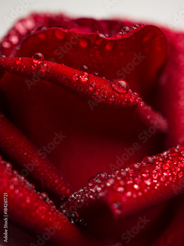 Side-view and close-up image of droplets on beautiful blooming red rose flower  Selective focus and shallow DOF  Valentine day concept