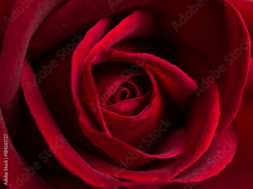 Top view and close-up image of beautiful blooming red rose flower  Selective focus and shallow DOF  Valentine day concept