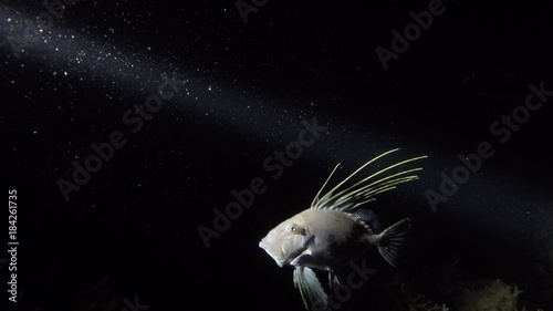 John Dory 1