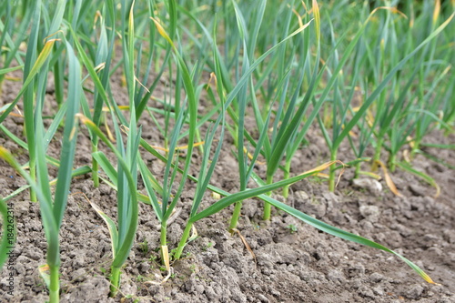 traditional agriculture