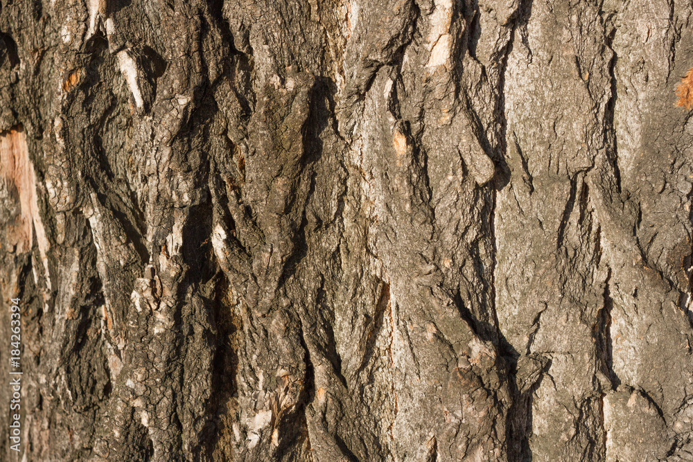 Tree bark cracked texture. Cracked aspen trunk. Tree nature texture Tree bark cracked texture. Cracked aspen trunk. Tree nature texture