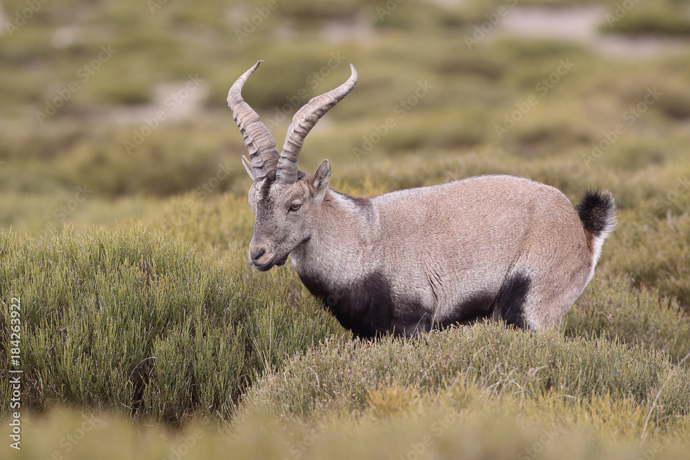 Iberian wild goat Iberian wild goat
