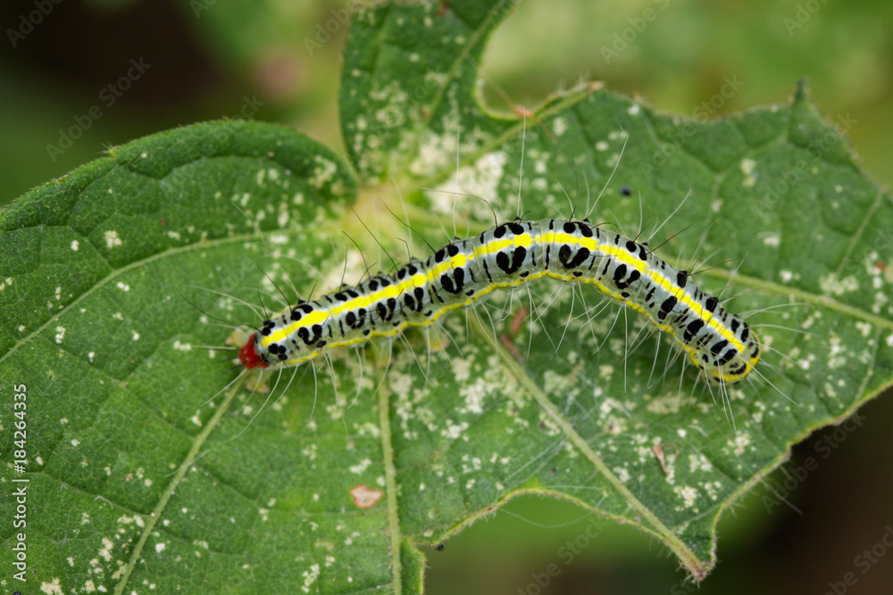 Image of Hairy caterpillar (Eupterote testacea) on green leaves. Insect Animal