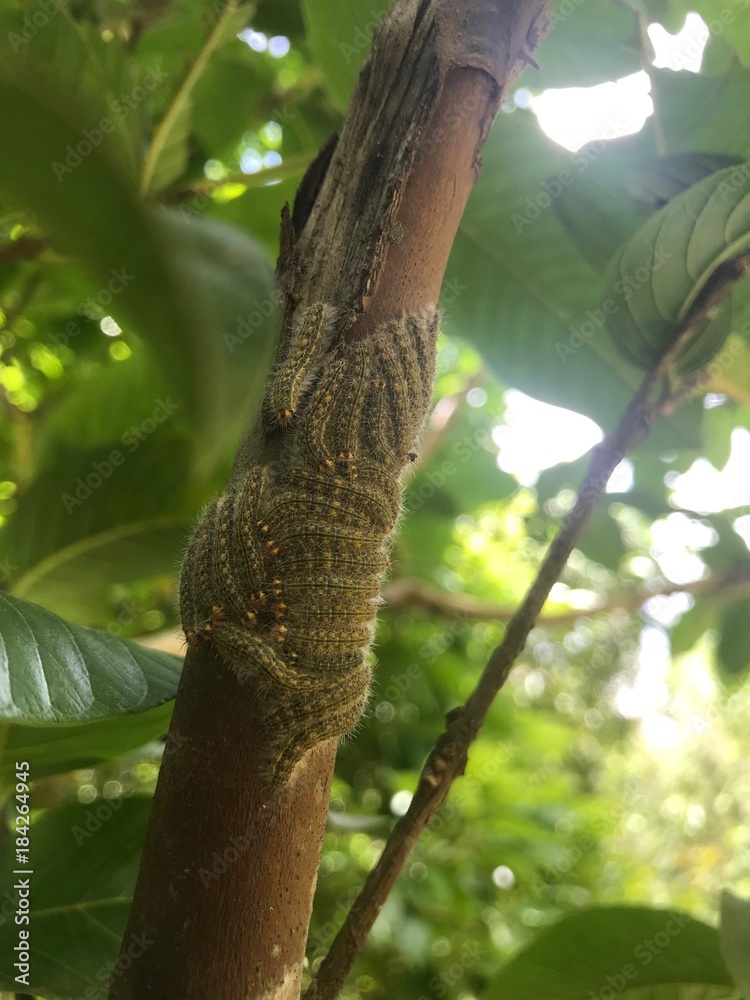 caterpillars together on tree trunks
