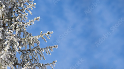 Frosty spruce branches on a background of blue sky