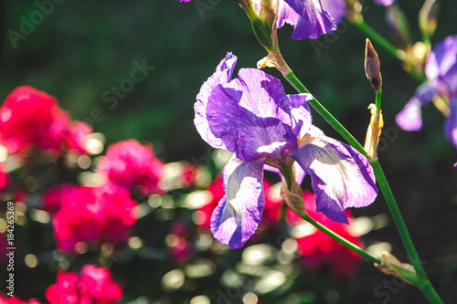 Fototapeta Naklejka Na Ścianę i Meble -  beautiful lilac flower iris closeup