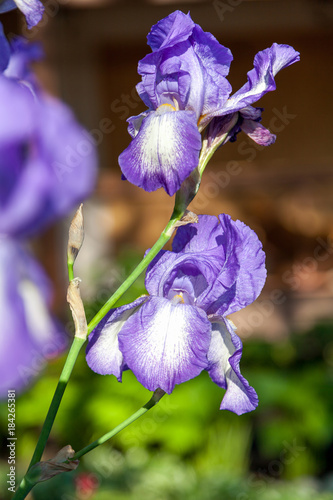 Fototapeta Naklejka Na Ścianę i Meble -  beautiful lilac flower iris closeup