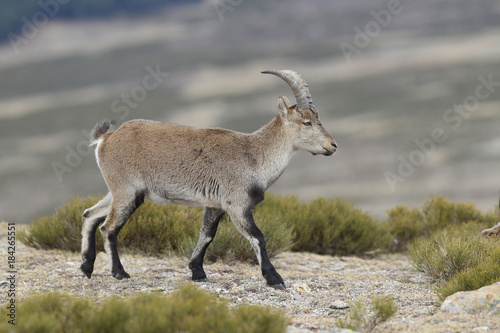 Iberian wild goat