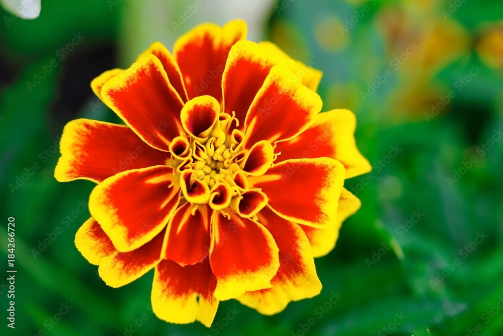 Red And Yellow French Marigold Flower Red And Yellow French Marigold Flower