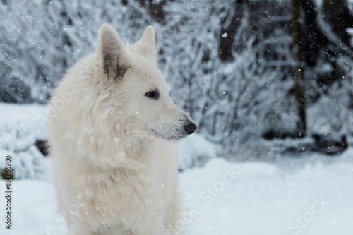 White Dog in the Snow