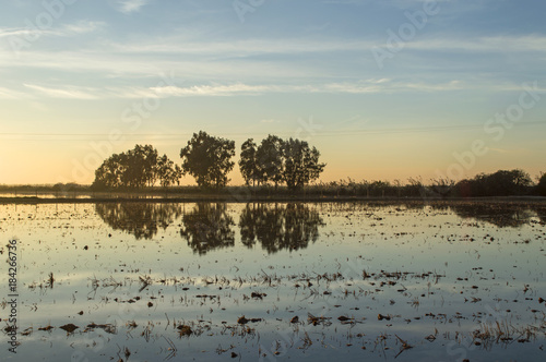 Reflejos en los arrozales / Reflections in the rice-fields. Isla Mayor. Sevilla