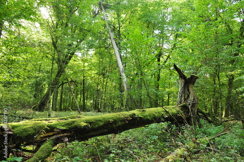 Bialowieza