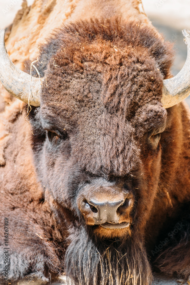 Wild Horned Bull Portrait Close Up Wild Horned Bull Portrait Close Up