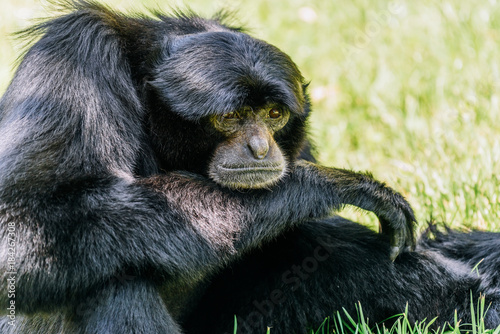 Siamang Black-Furred Gibbon Portrait