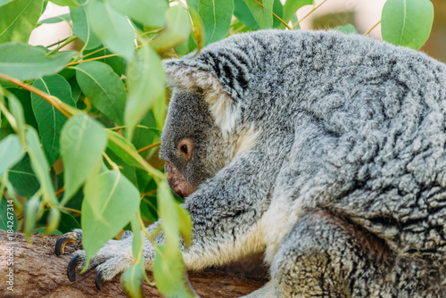 Fototapeta Naklejka Na Ścianę i Meble -  Cute Koala Bear Portrait In Tree