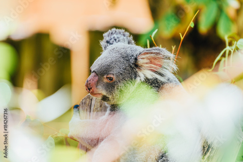 Fototapeta Naklejka Na Ścianę i Meble -  Cute Koala Bear Portrait In Tree