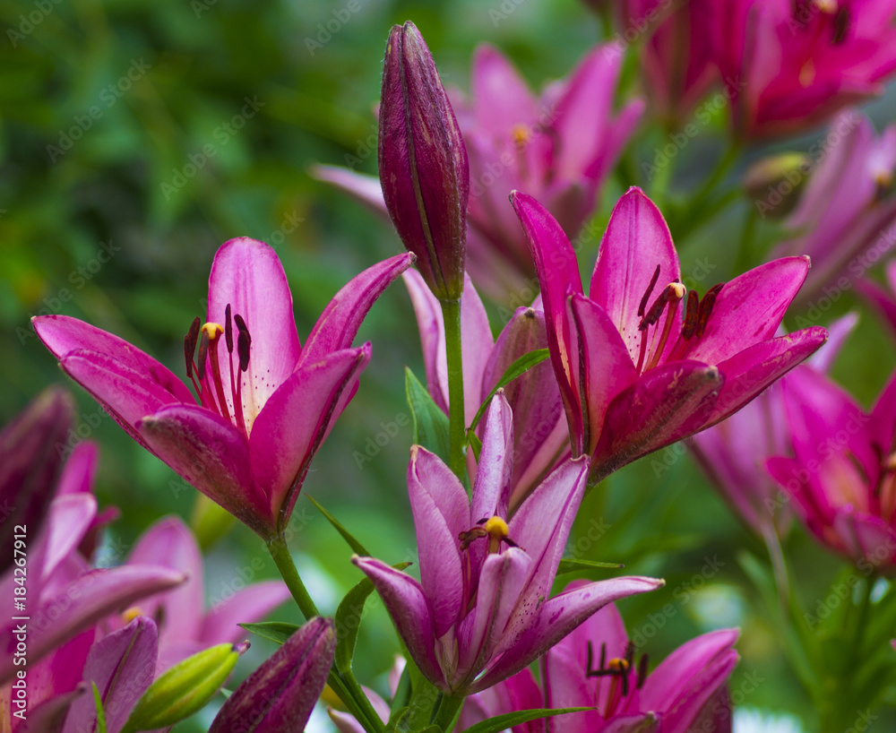 lilies. Red lily flower. lily flower