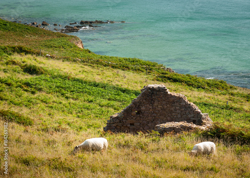 Coast with ruin and sheep near Auderville, Normandy France in summer