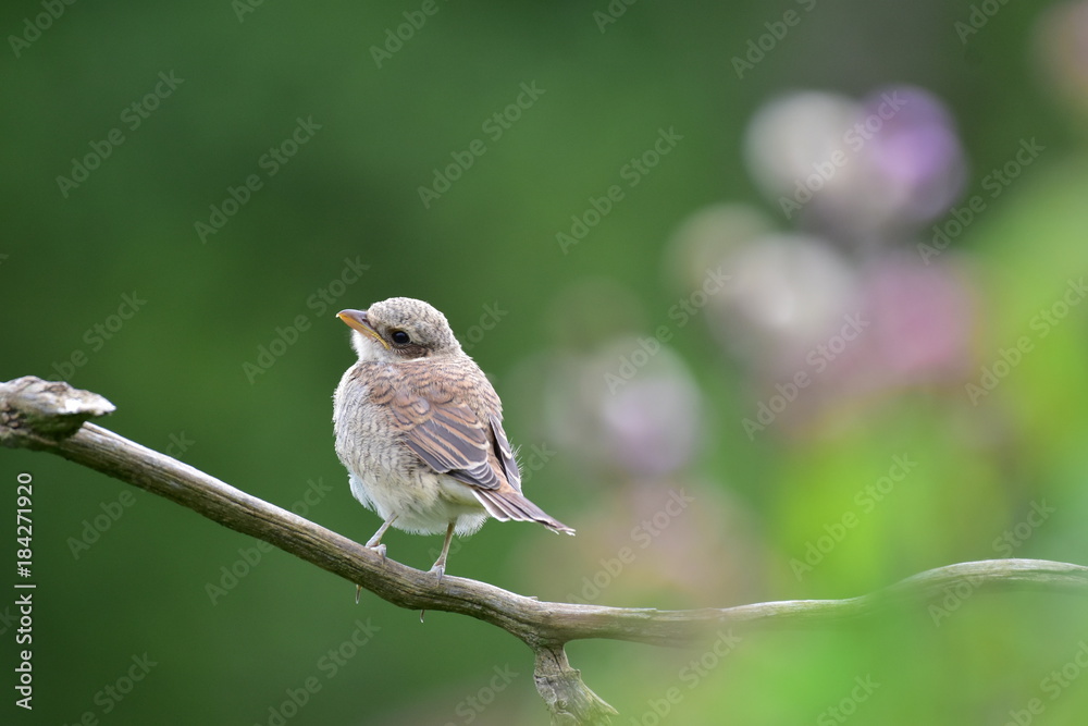 Fototapeta premium Lanius collurio