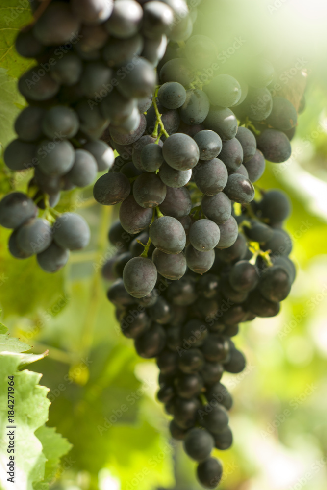 Grapes in wineiard Grapes in wineiard