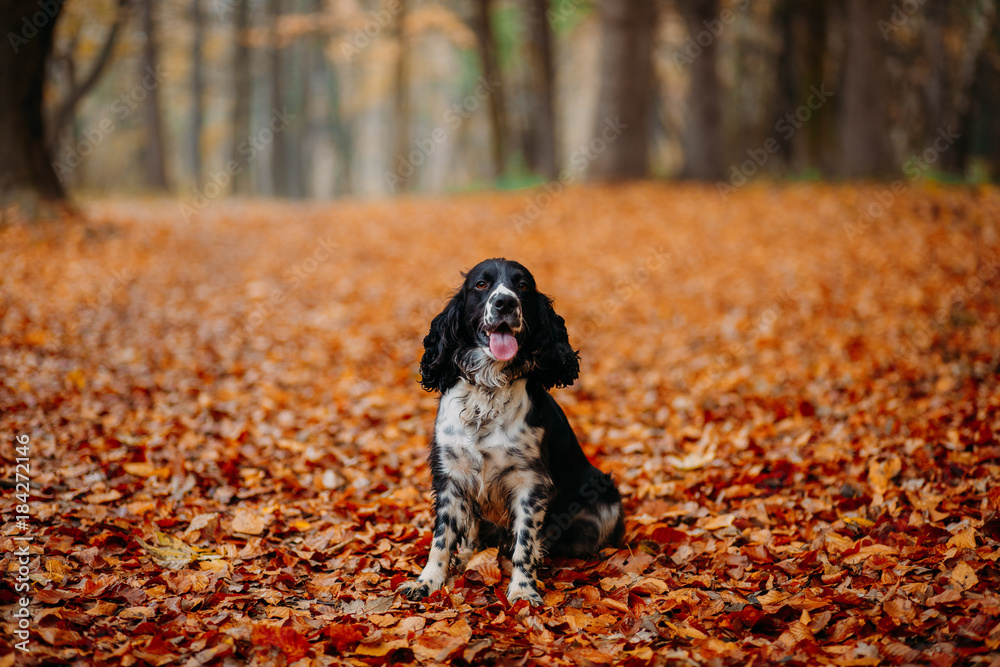 black and white dog of Russian spaniel in autumn leaves black and white dog of Russian spaniel in autumn leaves