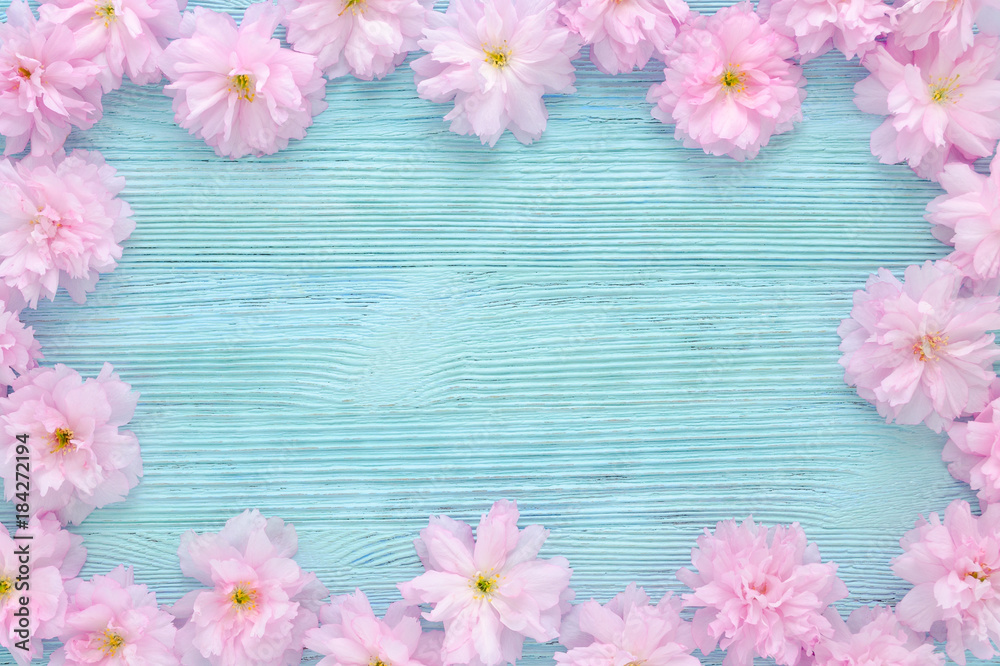 pink cherry fresh flowers frame on blue wooden background flat