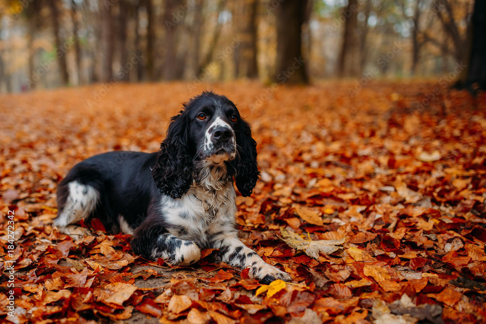 black and white dog of Russian spaniel in autumn leaves black and white dog of Russian spaniel in autumn leaves