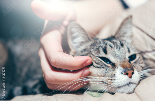 hand stroking a cat
