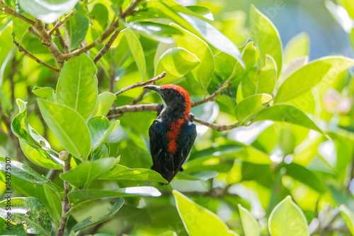 Bird (Scarlet-backed Flowerpecker) in nature wild © pongmoji