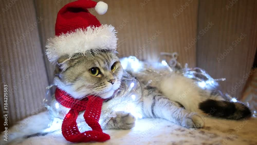 Scottish fold cat with christmas garland and Santa's hat