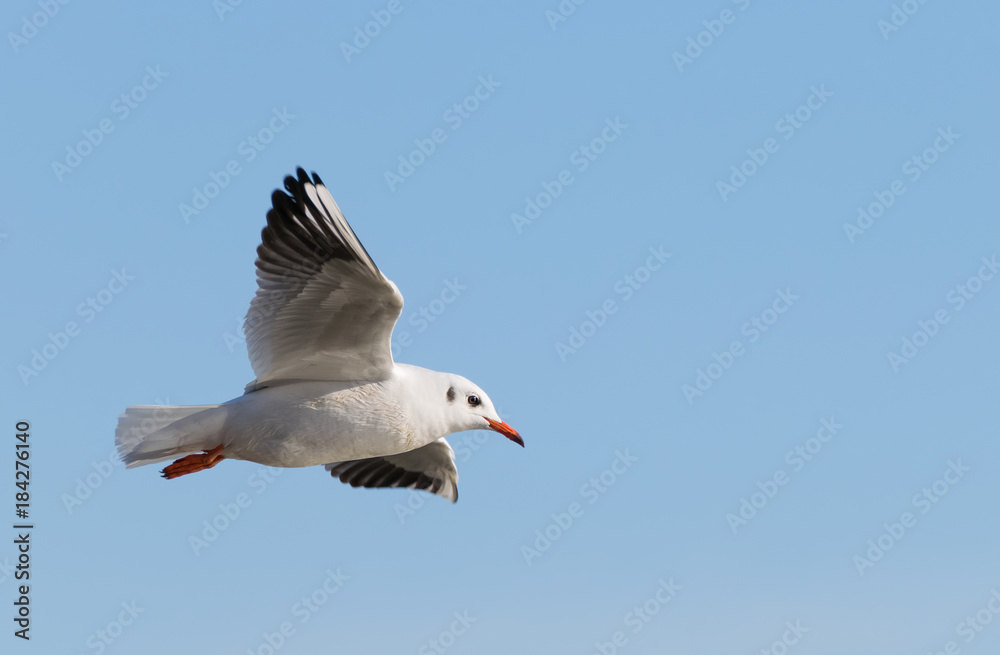 Seagull close-up on blue sky background Seagull close-up on blue sky background