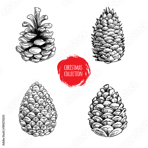 Hand drawn sketch pine cones set. Christmas collection isolated on white background. Vector illustrations.Great for seasonal holiday decor and greeting cards.