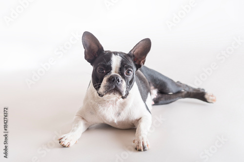 Boston Bull Terrier lying on a grey background