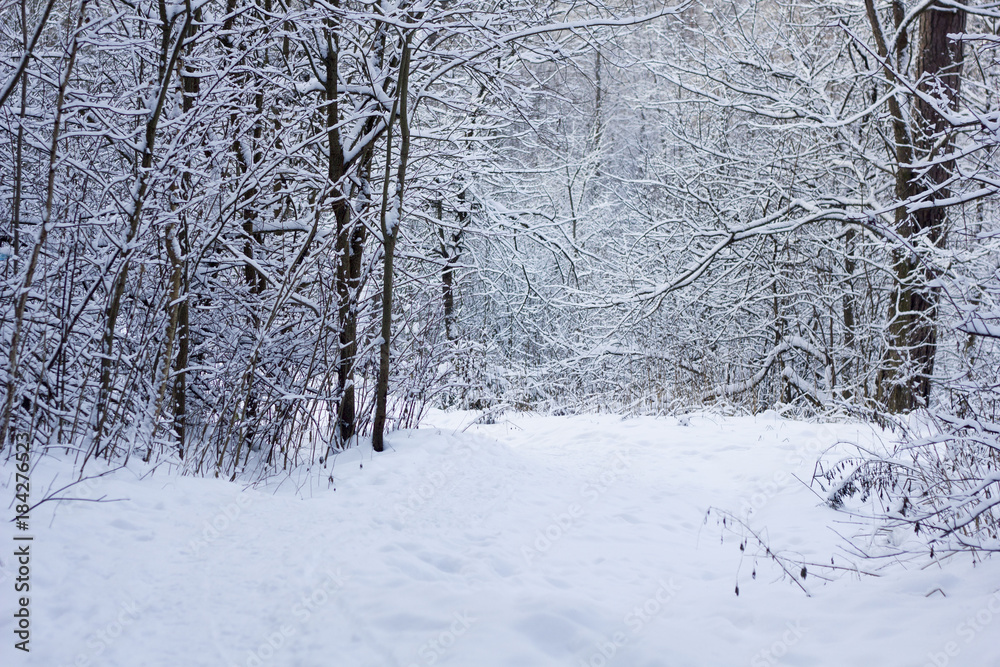Fototapeta premium Winter forest walk. a path way in the winter forest