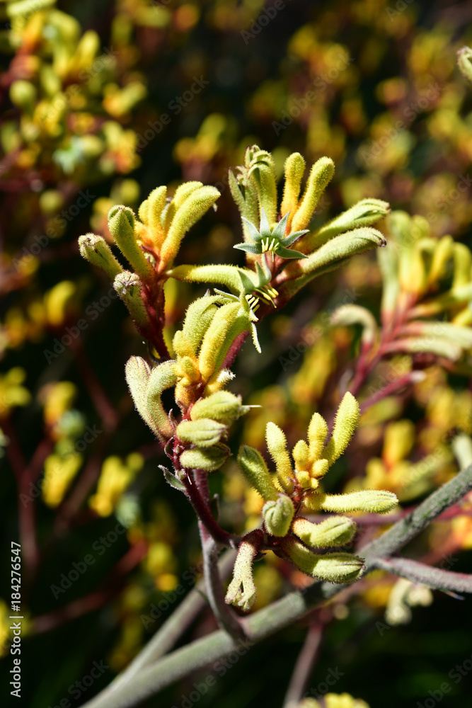 Fototapeta premium Australia, Botany