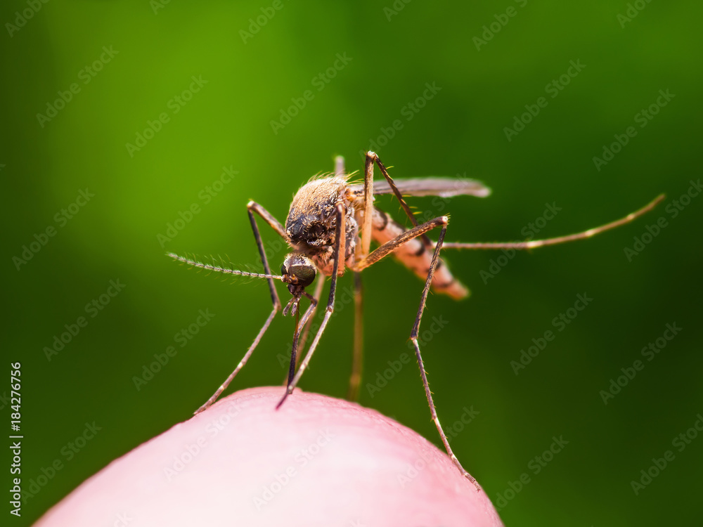 Yellow Fever, Malaria or Zika Virus Infected Mosquito Insect Bite on Green Background Yellow Fever, Malaria or Zika Virus Infected Mosquito Insect Bite on Green Background