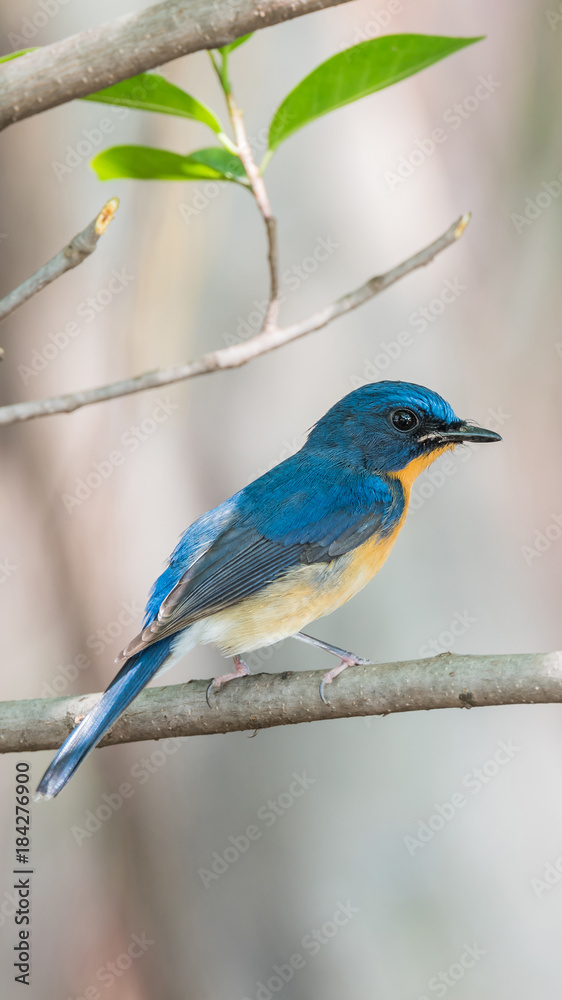 Bird (Tickell's Blue Flycatcher) in nature wild Bird (Tickell's Blue Flycatcher) in nature wild