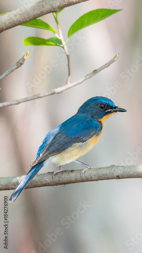 Bird (Tickell's Blue Flycatcher) in nature wild © pongmoji
