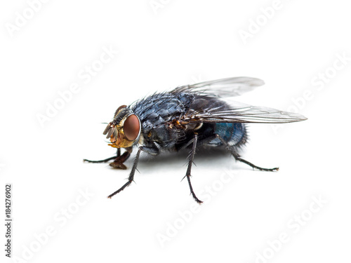Ugly Diptera Fly Insect Isolated on White Background © nechaevkon