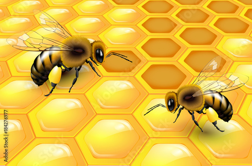 Two bees on honeycomb