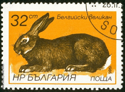 UKRAINE - circa 2017: A postage stamp printed in Bulgaria shows Belgian Giant Oryctolagus cuniculus forma domestica, Series Hares and Rabbits, circa 1986 photo