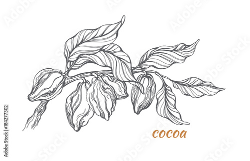 Sketch of cocoa tree branch. Vector