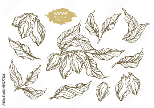 Vector set of cocoa tree branches