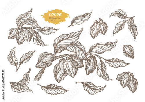 Vector set of cocoa tree branches