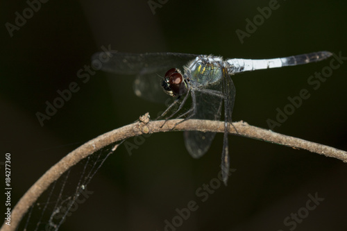 Image of a Brachydiplax farinosa Dragonfly on nature background. Insect Animal photo