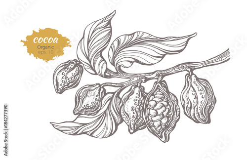 Vector sketch of cocoa tree branch