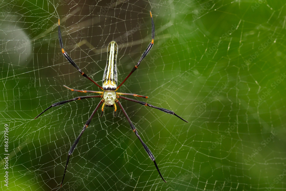 Image of Spider Nephila Maculata, Gaint Long-jawed Orb-weaver (female) in the net. Insect Animal