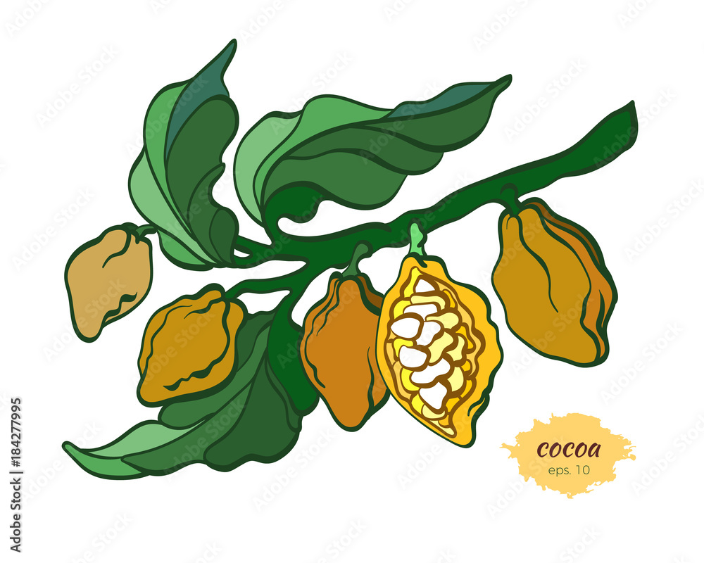 Fototapeta premium Vector icon of cocoa tree branch