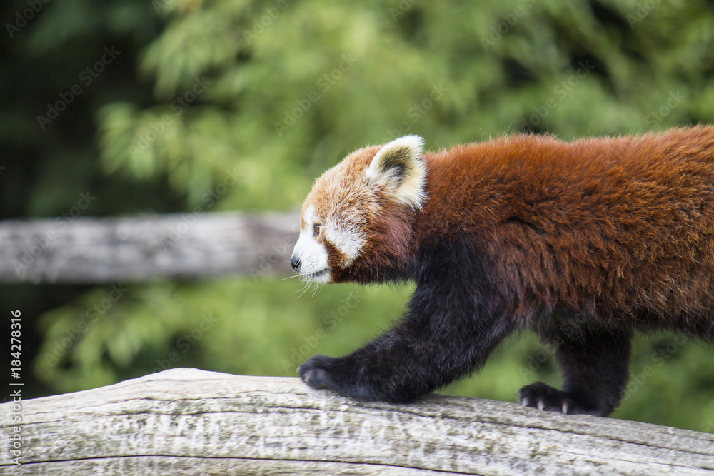 Fototapeta premium Gros plan sur Panda roux