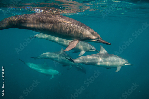 Spinner Dolphins Stenella longirostris Photographed near the coast of Mauritius in the indian ocean while interacting © Christopher